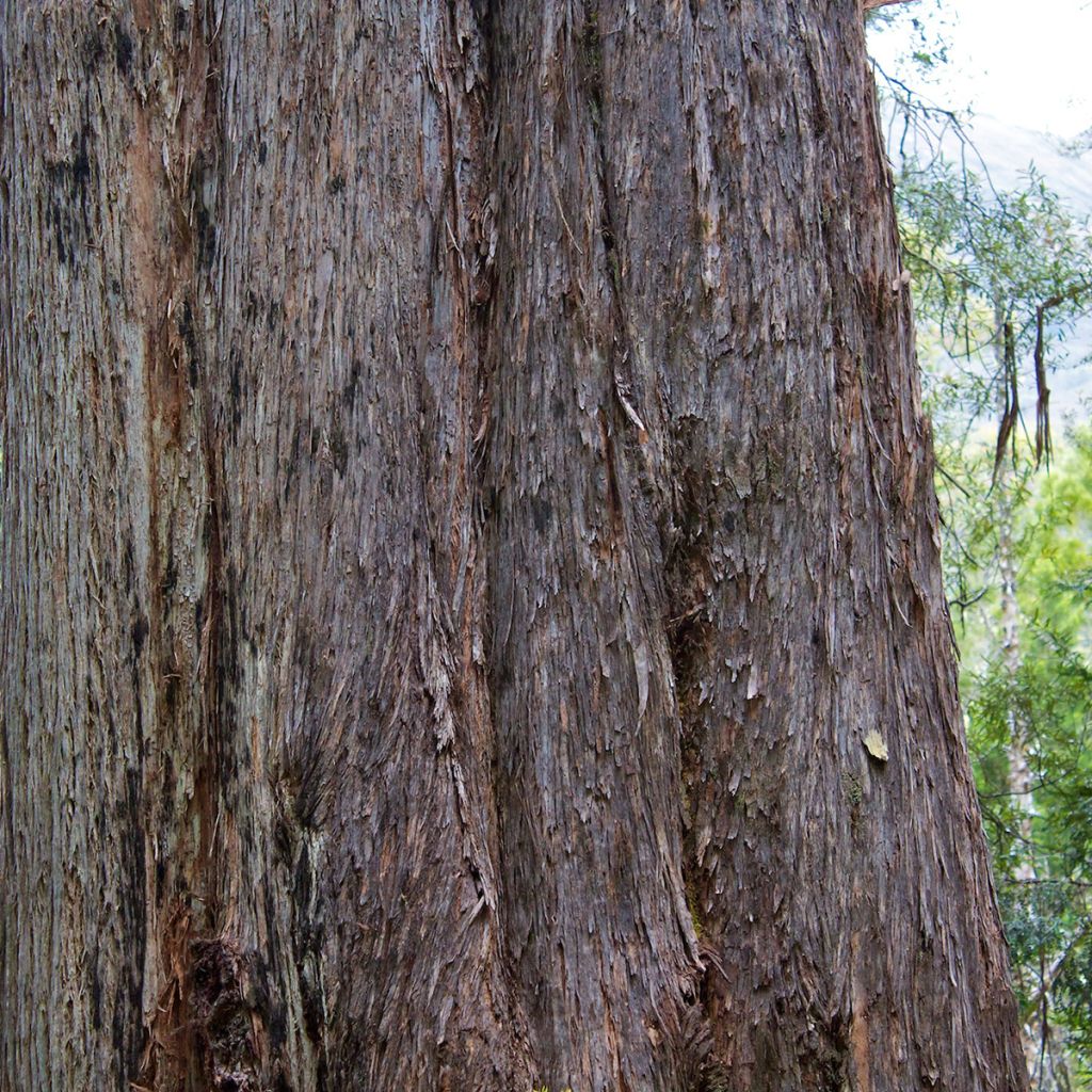 Hopeaeukalyptus - Eucalyptus delegatensis subsp. tasmaniensi