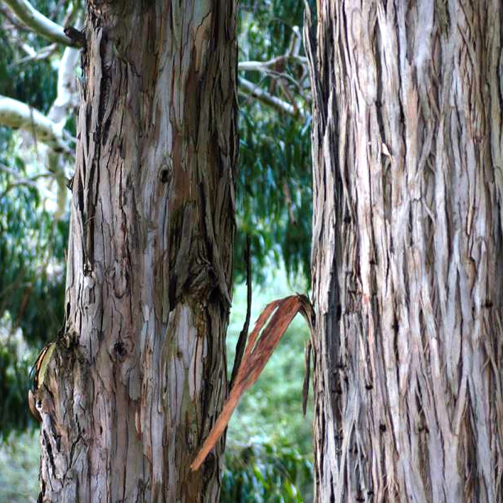 Hopeaeukalyptus - Eucalyptus denticulata
