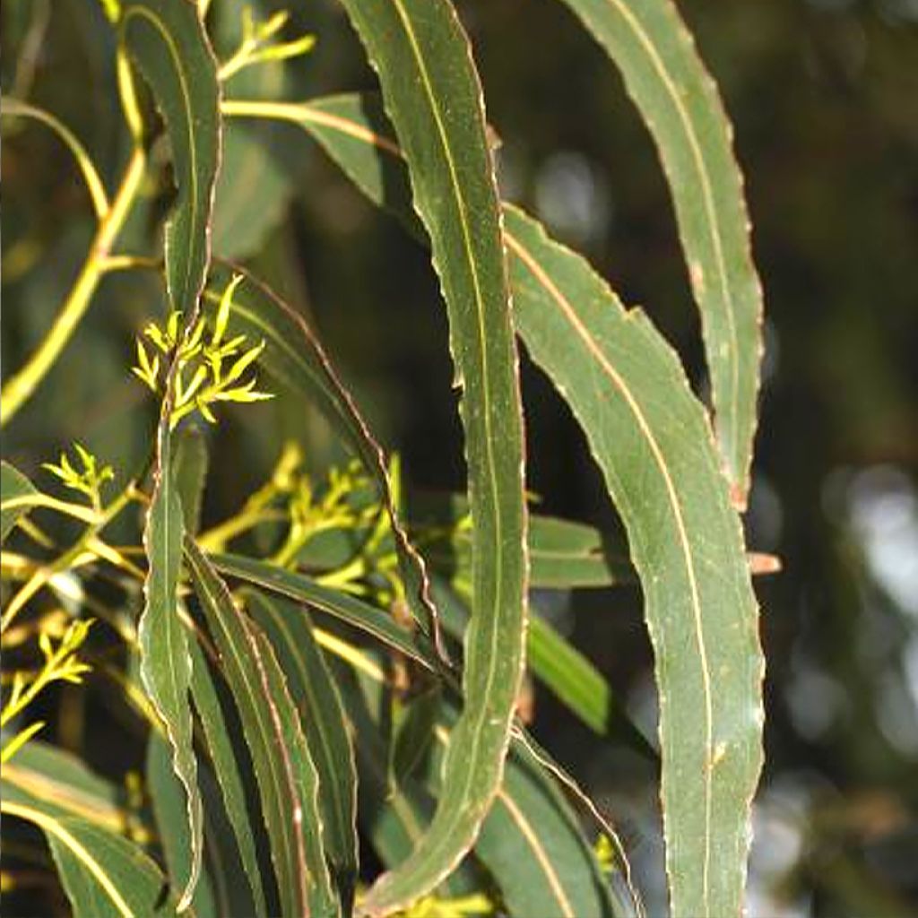 Hopeaeukalyptus - Eucalyptus denticulata