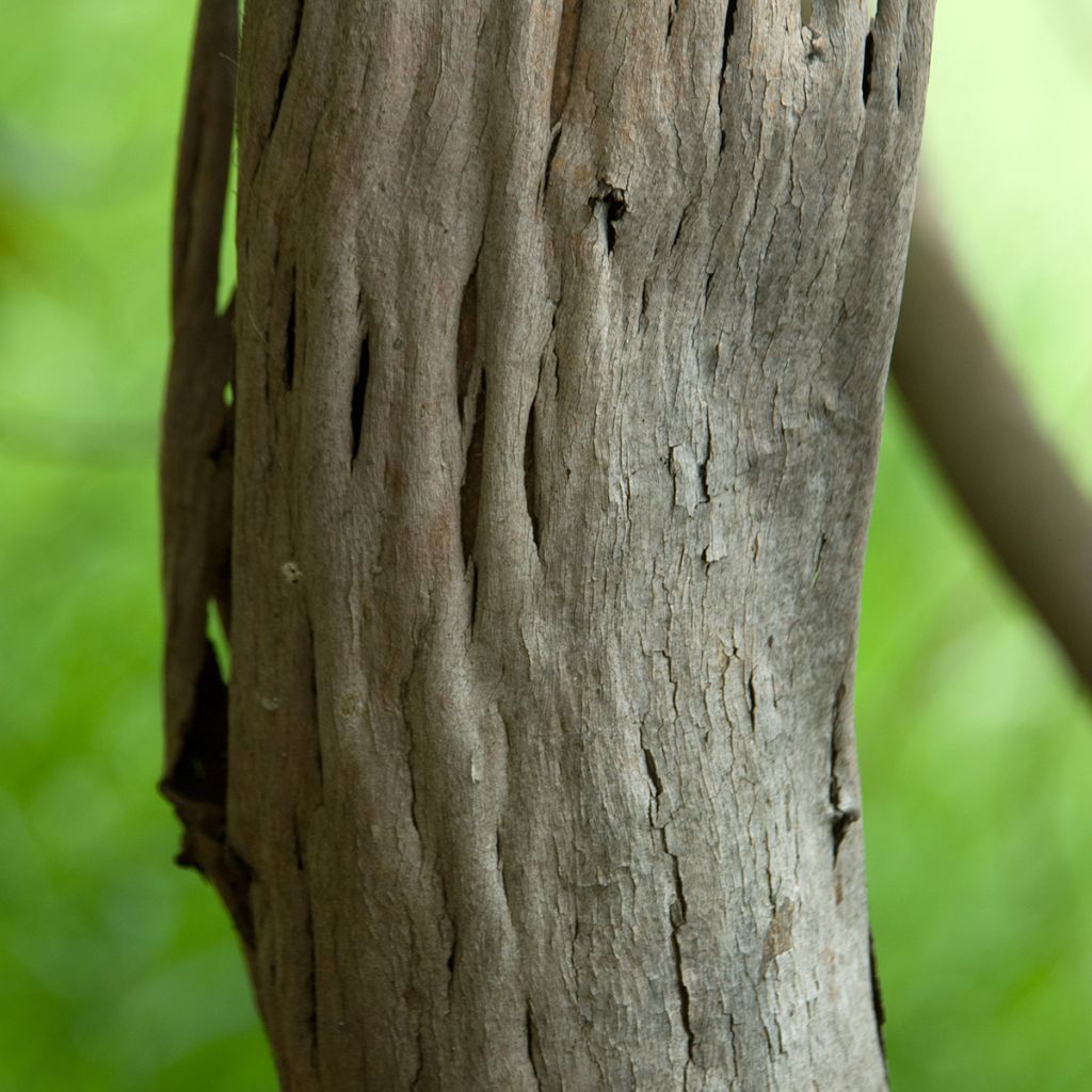 Hopeaeukalyptus - Eucalyptus deuaensis