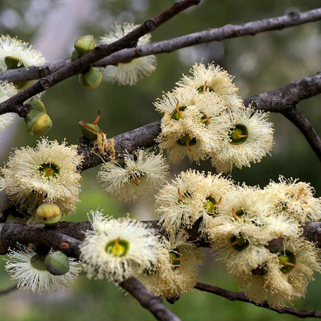 Hopeaeukalyptus - Eucalyptus deuaensis