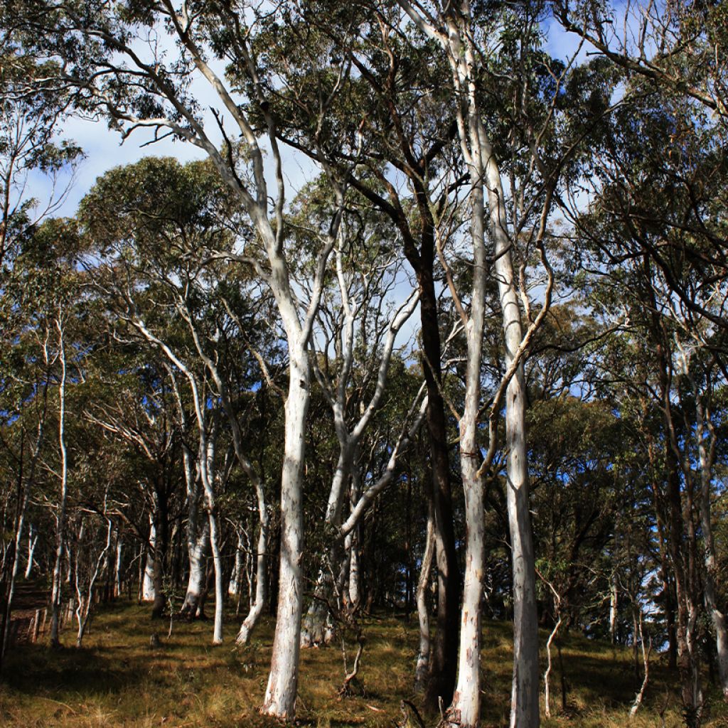 Hopeaeukalyptus - Eucalyptus elliptica