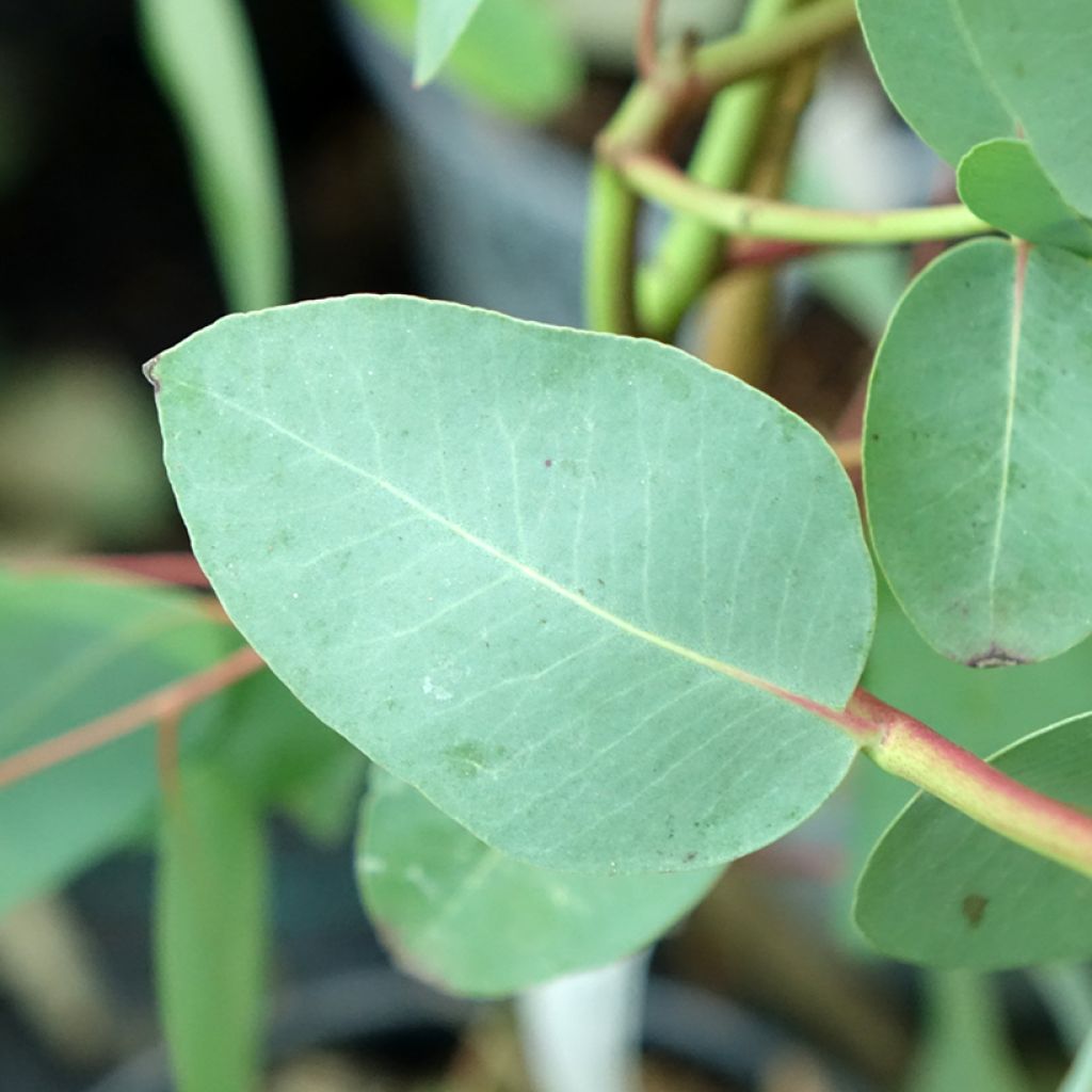 Hopeaeukalyptus - Eucalyptus elliptica