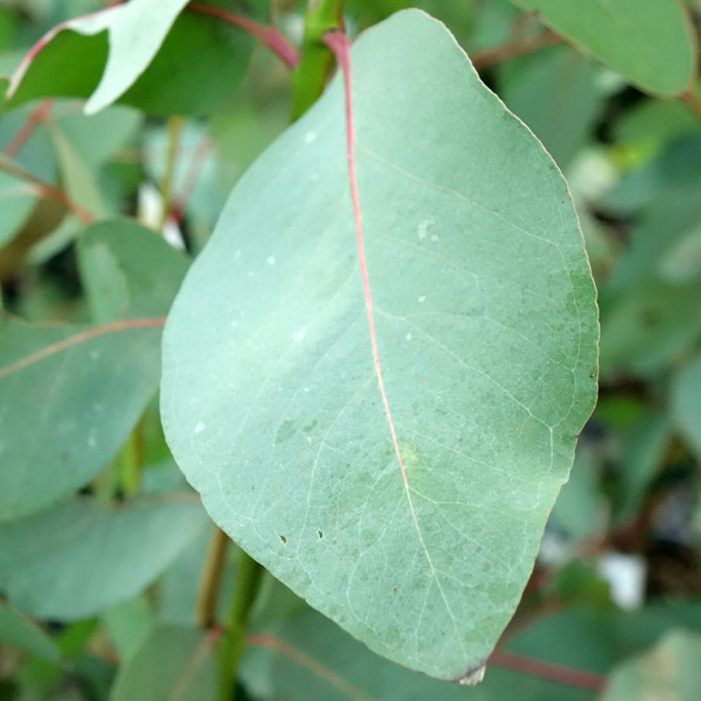 Hopeaeukalyptus - Eucalyptus elliptica