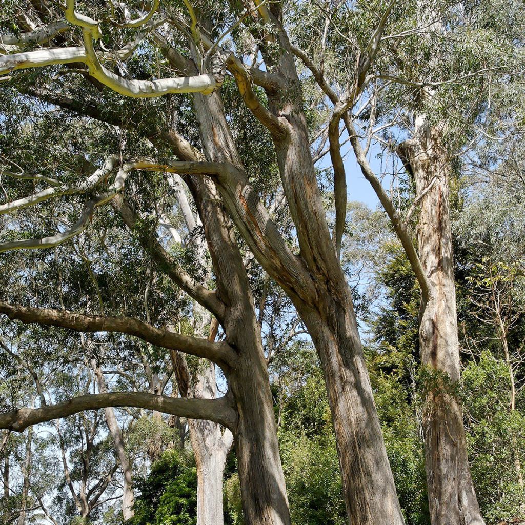 Hopeaeukalyptus - Eucalyptus fastigata