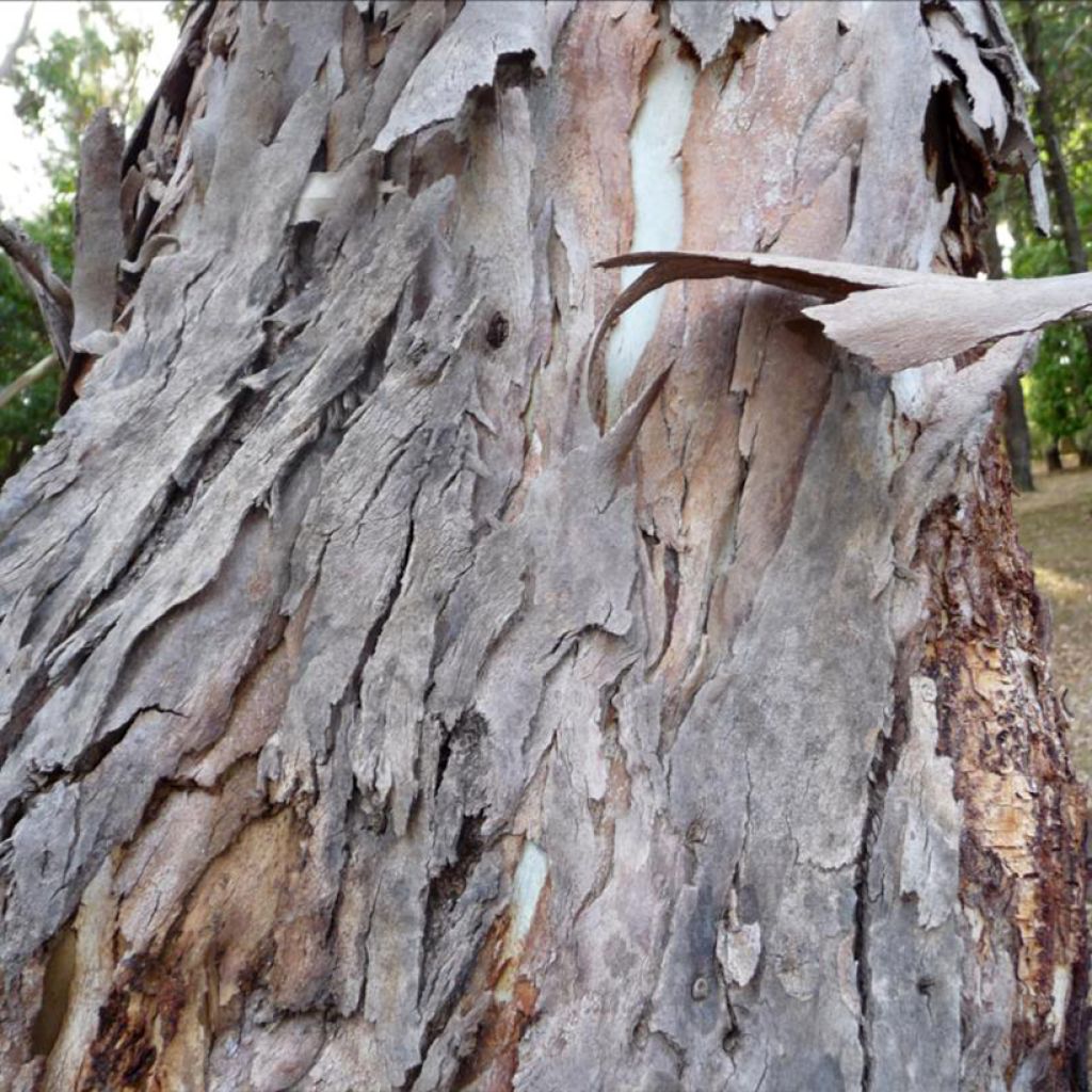 Hopeaeukalyptus - Eucalyptus fastigata