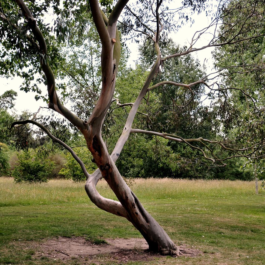 Hopeaeukalyptus Central Victoria