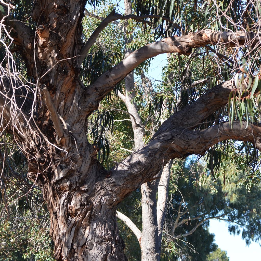 Hopeaeukalyptus - Eucalyptus globulus subsp. bicostata