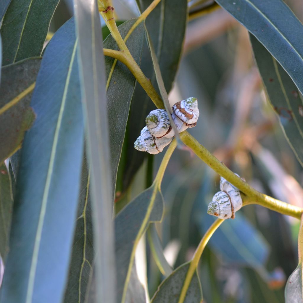 Hopeaeukalyptus - Eucalyptus globulus subsp. bicostata