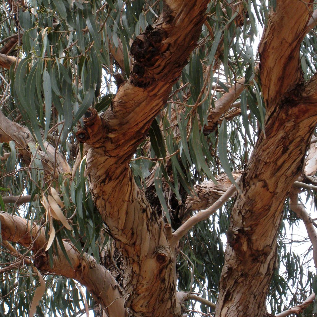 Hopeaeukalyptus - Eucalyptus globulus subsp. bicostata