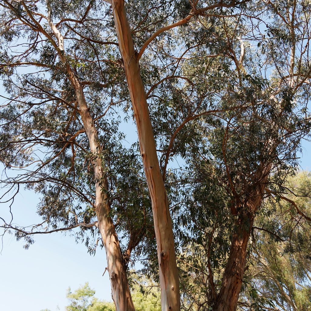 Hopeaeukalyptus - Eucalyptus globulus subsp. bicostata