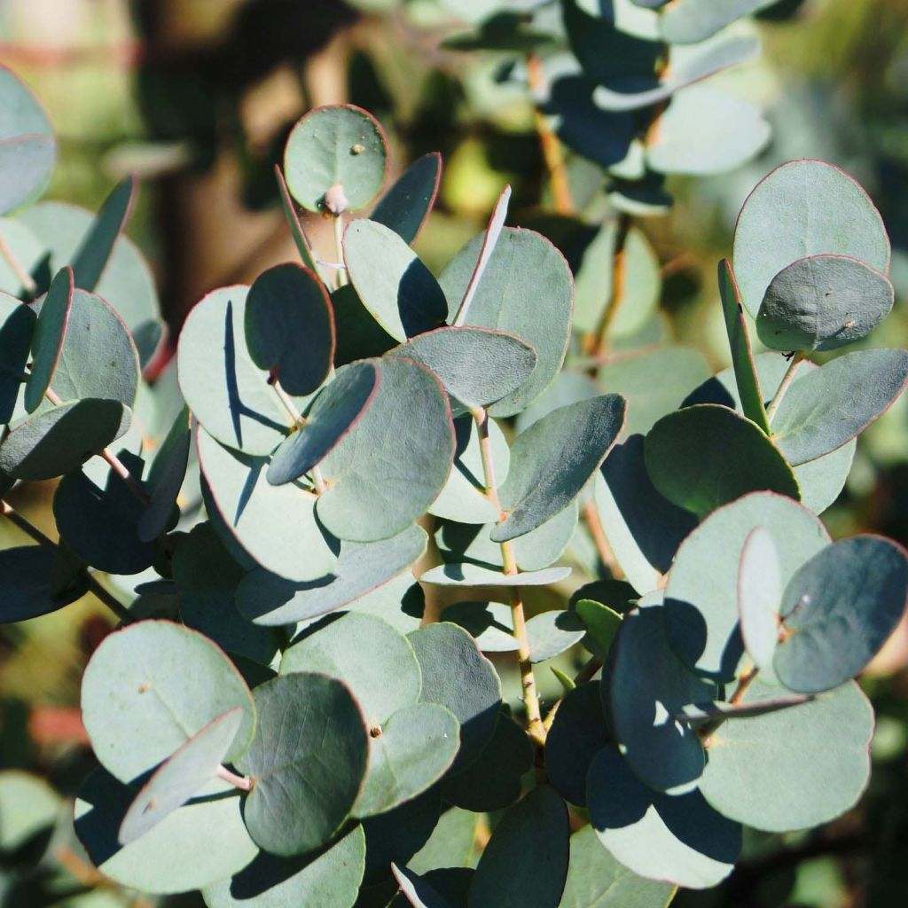 Hopeaeukalyptus Azura Cagire