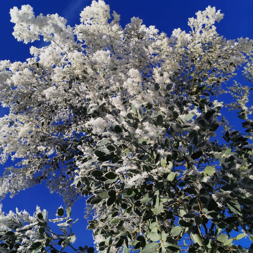Hopeaeukalyptus Azura Cagire