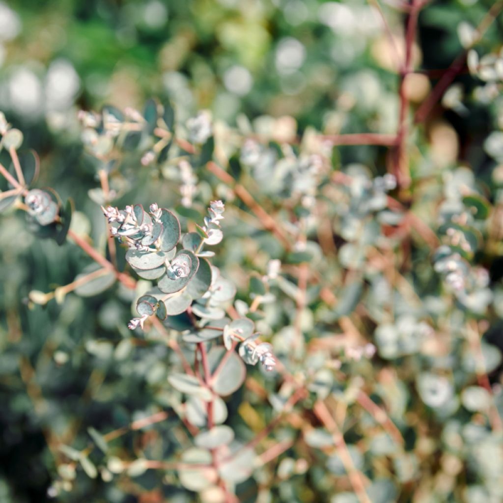 Hopeaeukalyptus Azura Cagire