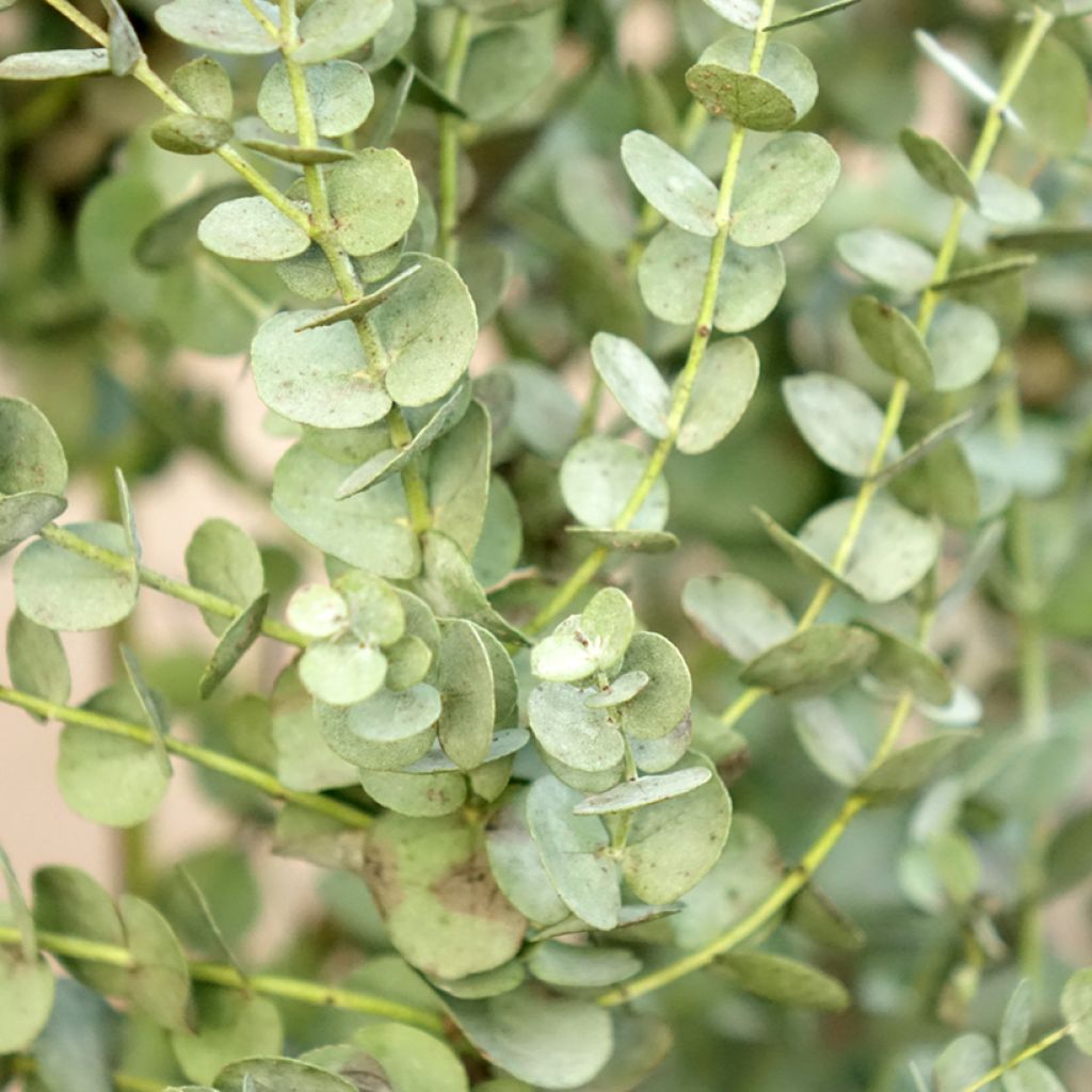 Hopeaeukalyptus Azura Cagire