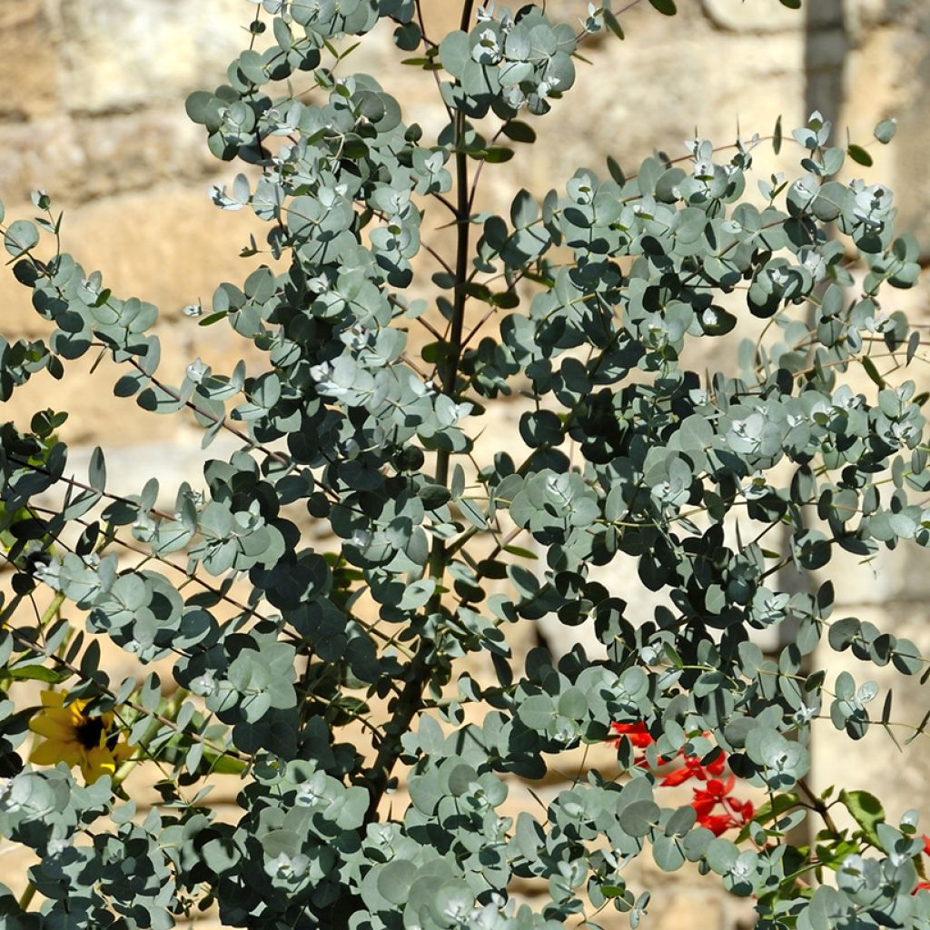 Hopeaeukalyptus - Eucalyptus gunnii
