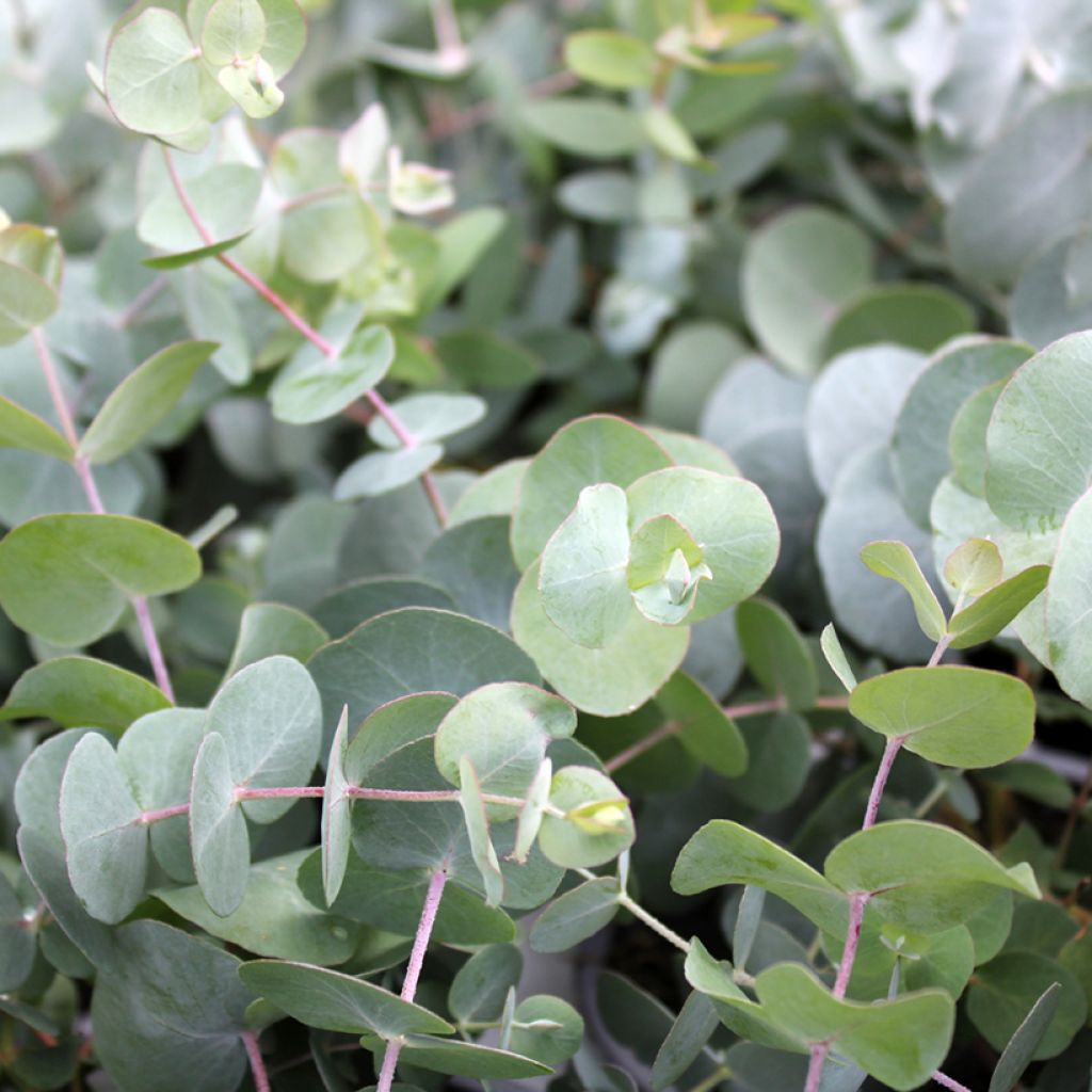 Hopeaeukalyptus - Eucalyptus gunnii