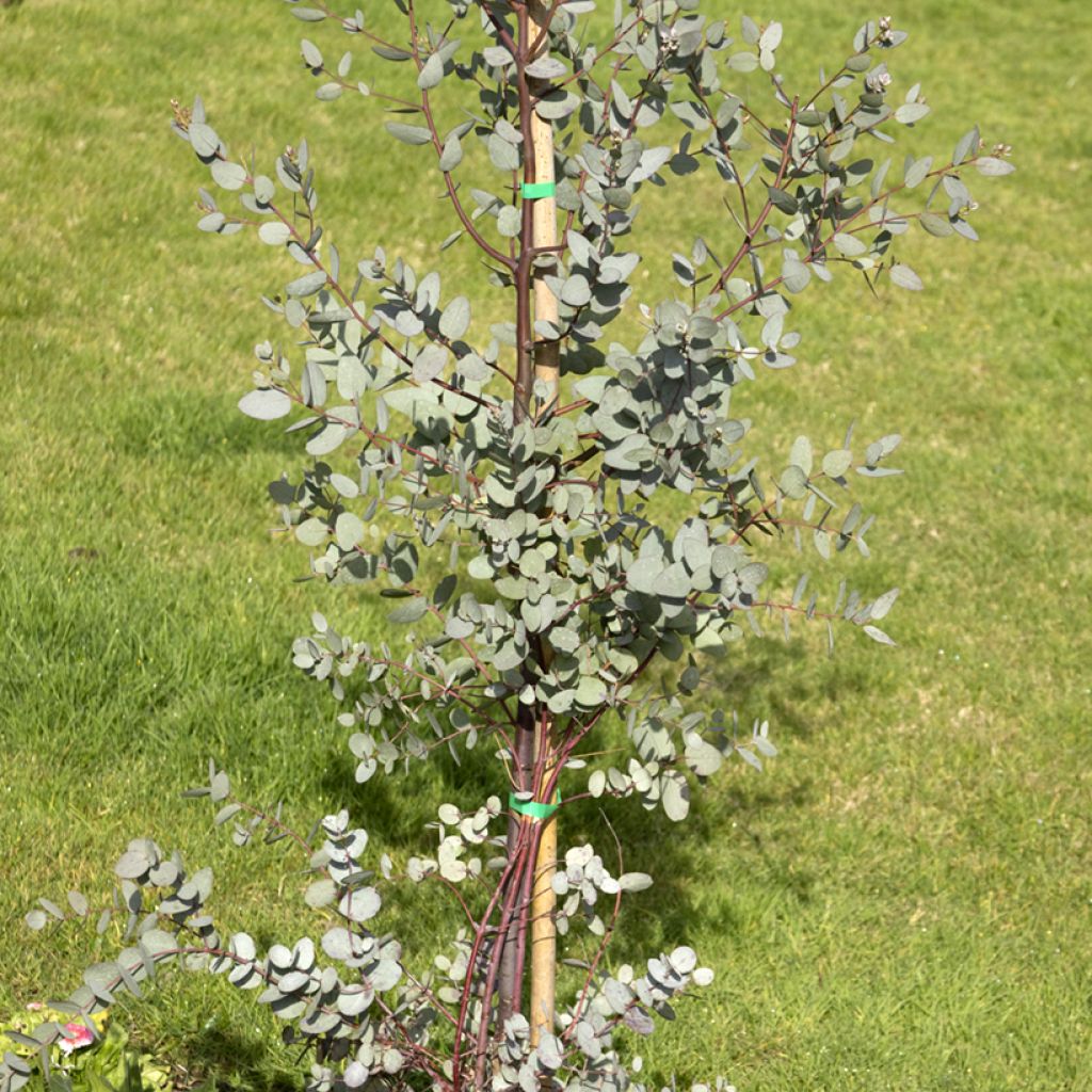 Hopeaeukalyptus - Eucalyptus gunnii