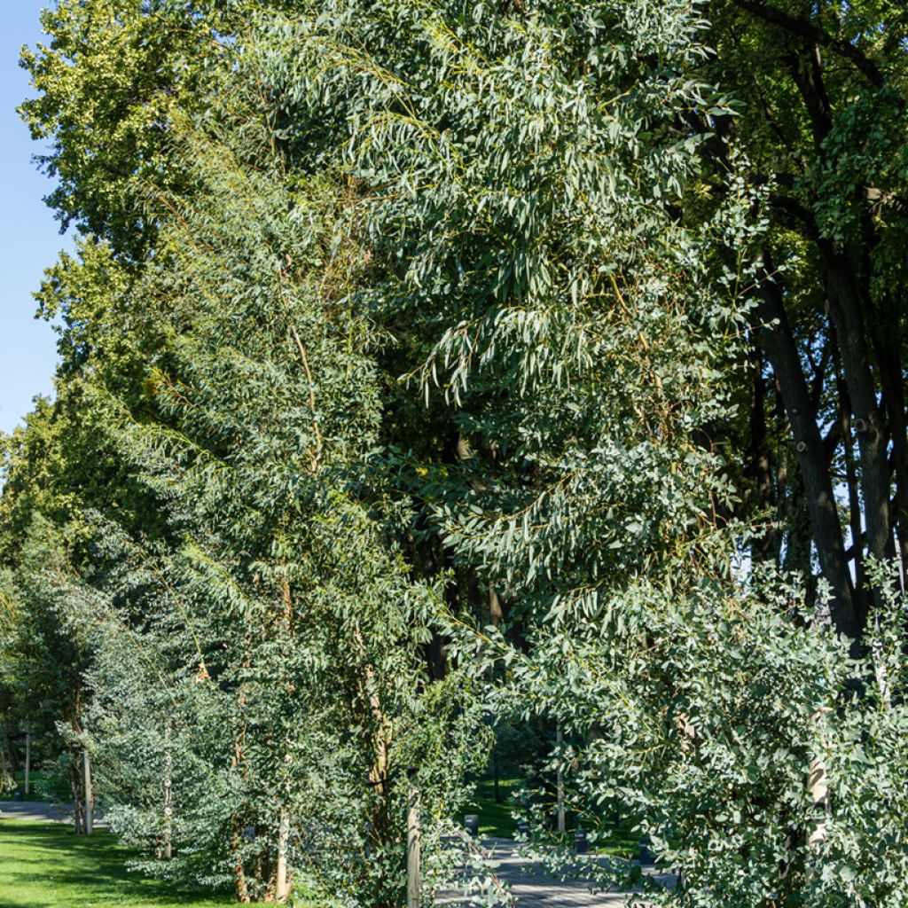 Hopeaeukalyptus - Eucalyptus gunnii