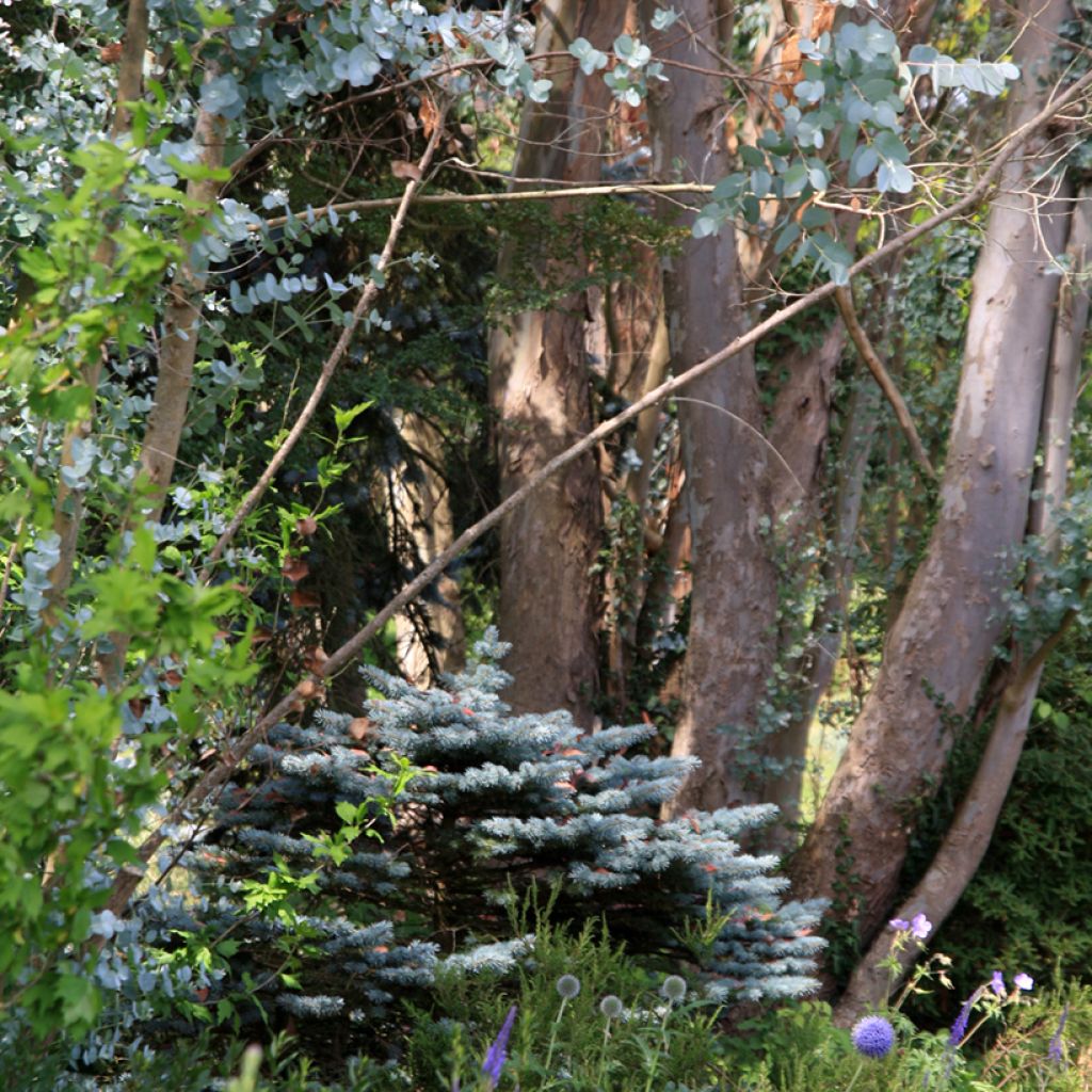 Hopeaeukalyptus - Eucalyptus gunnii