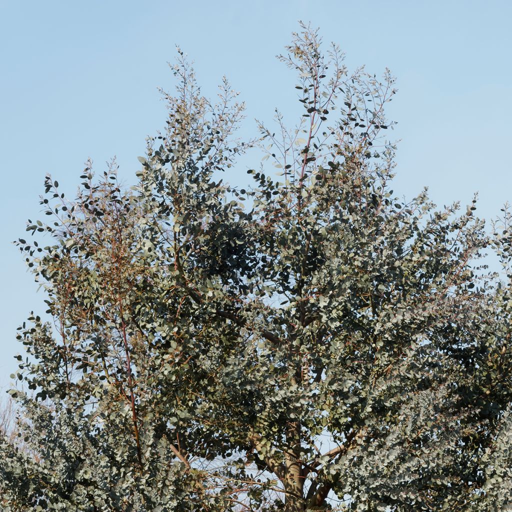 Hopeaeukalyptus - Eucalyptus gunnii subsp divaricata
