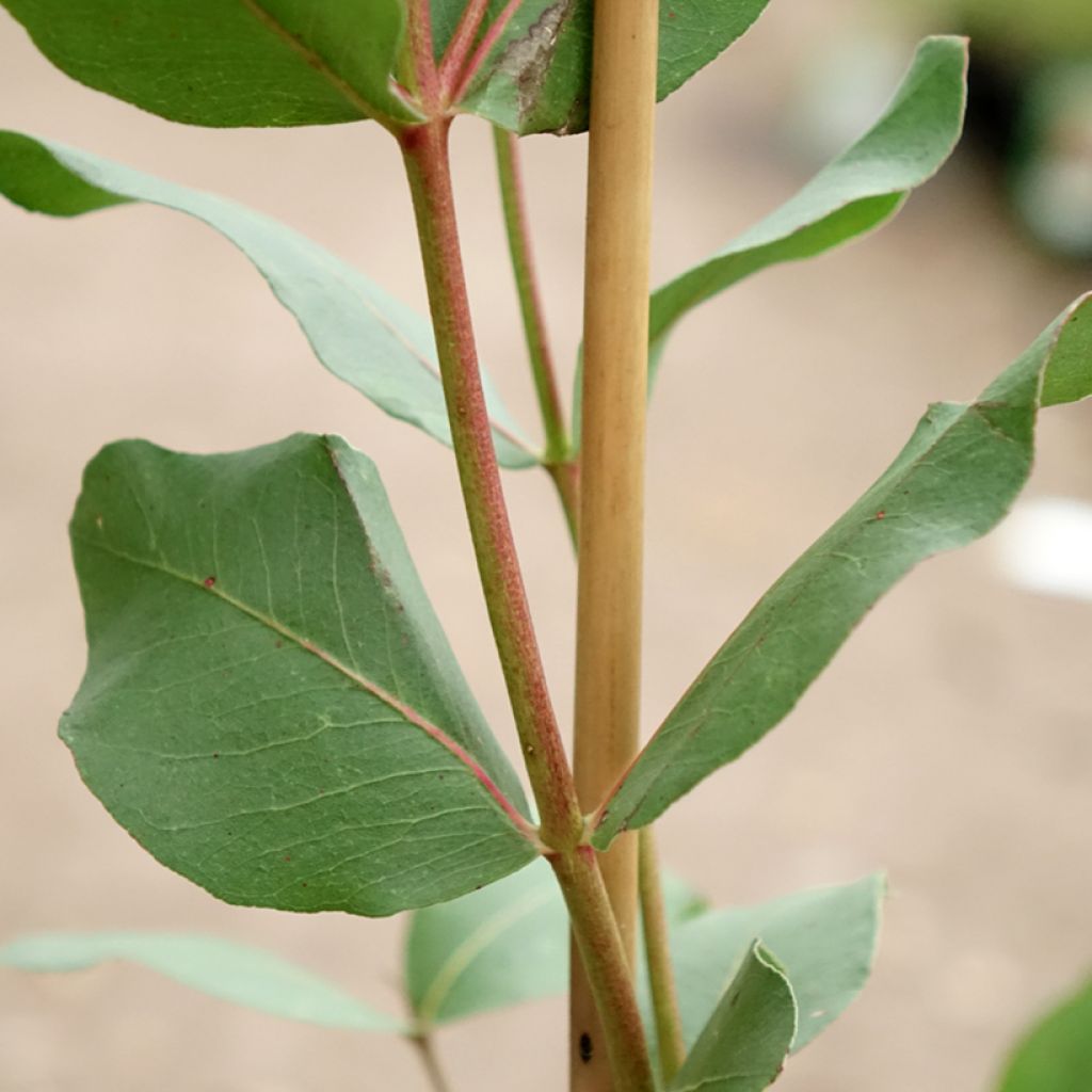Hopeaeukalyptus - Eucalyptus kitsoniana