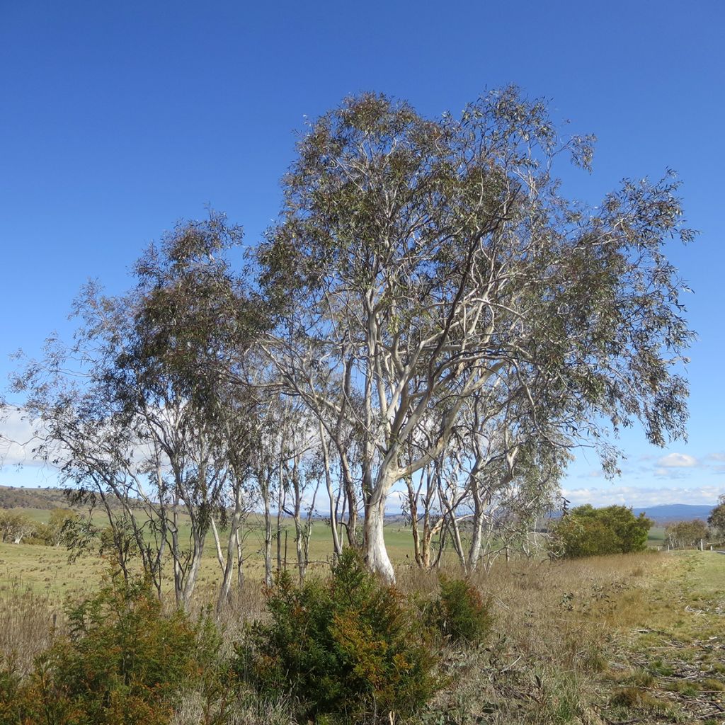 Hopeaeukalyptus - Eucalyptus lacrimans