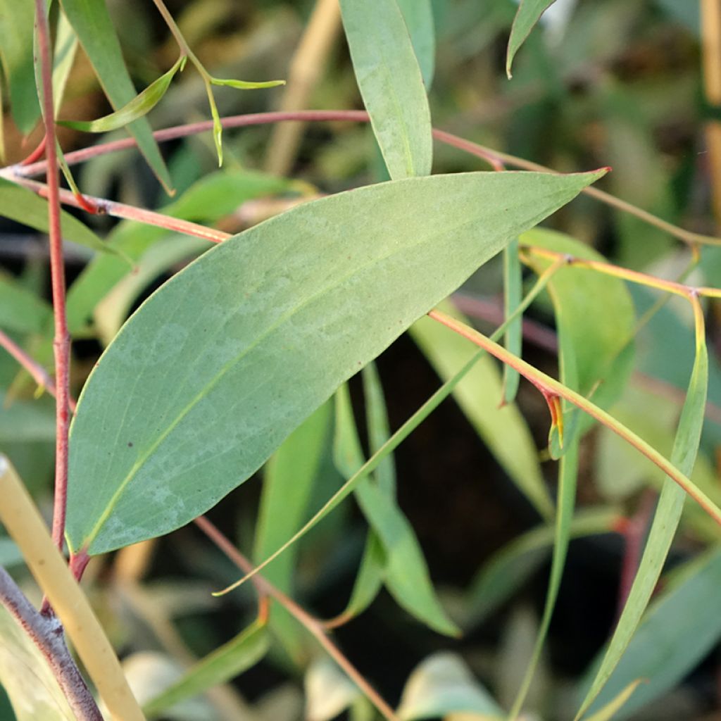 Hopeaeukalyptus - Eucalyptus lacrimans