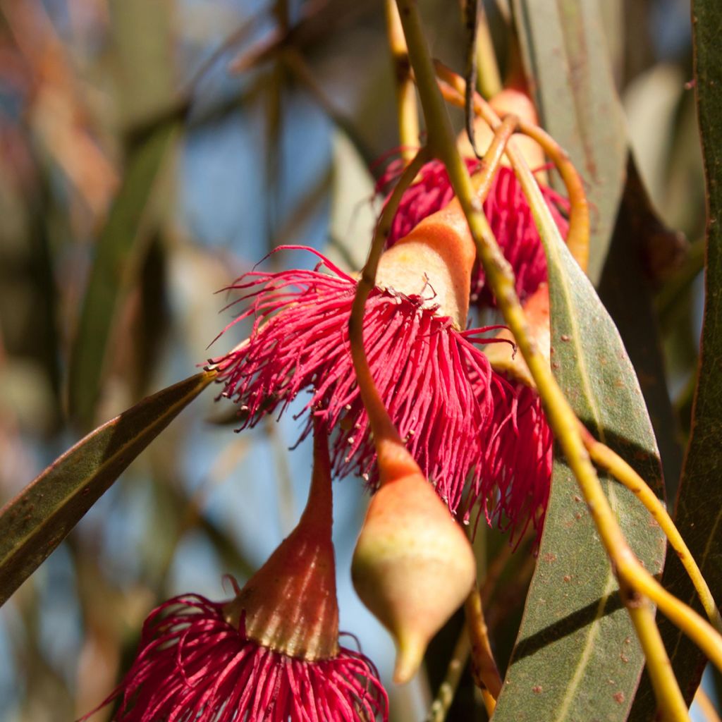 Siroeukalyptus Rosea