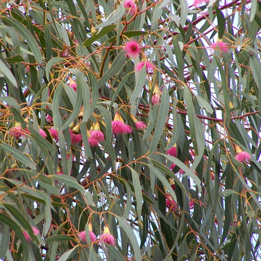 Siroeukalyptus Rosea
