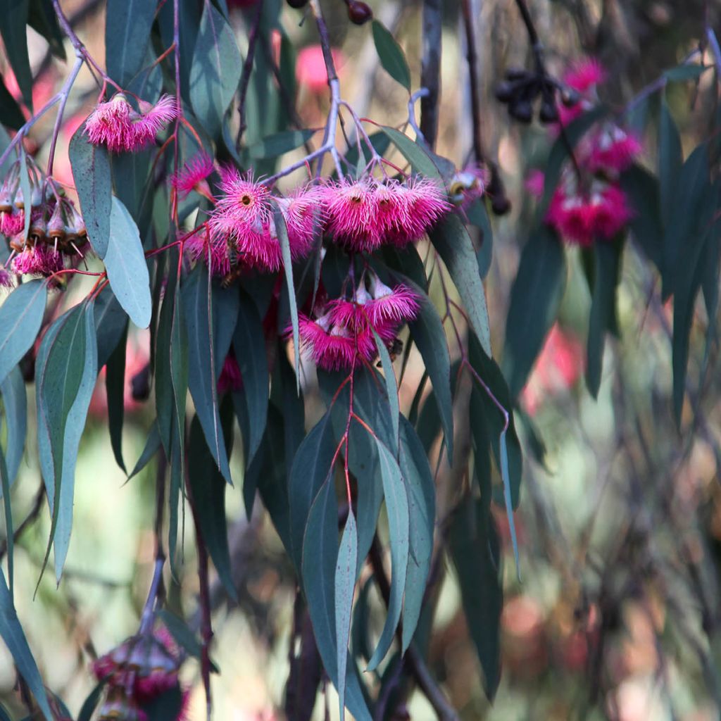 Siroeukalyptus Rosea