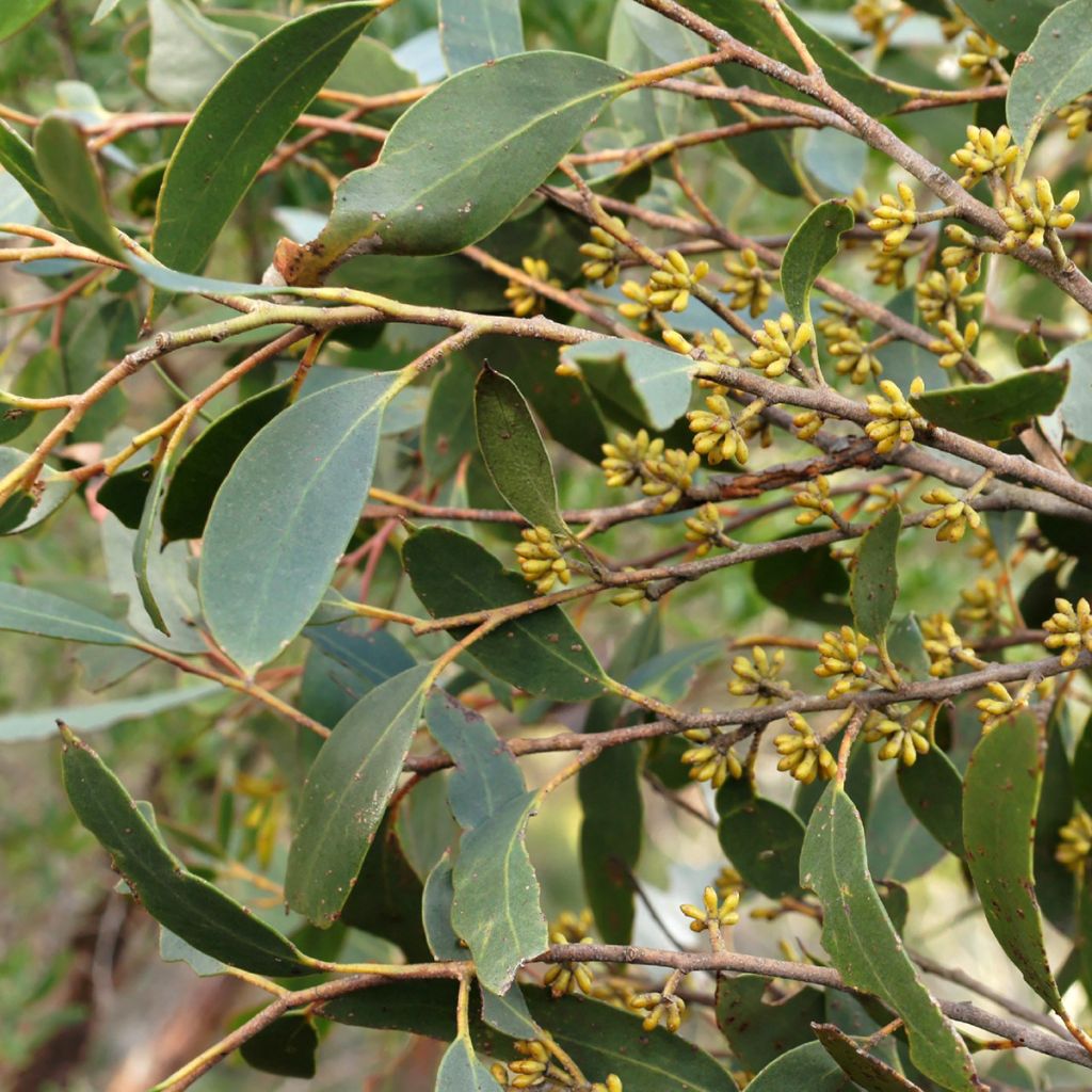 Hopeaeukalyptus - Eucalyptus ligustrina