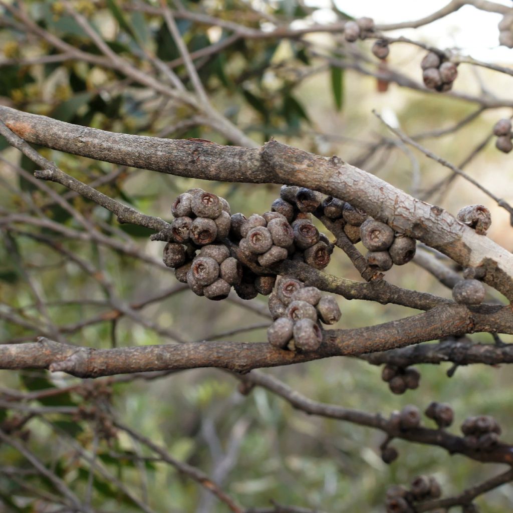 Hopeaeukalyptus - Eucalyptus ligustrina
