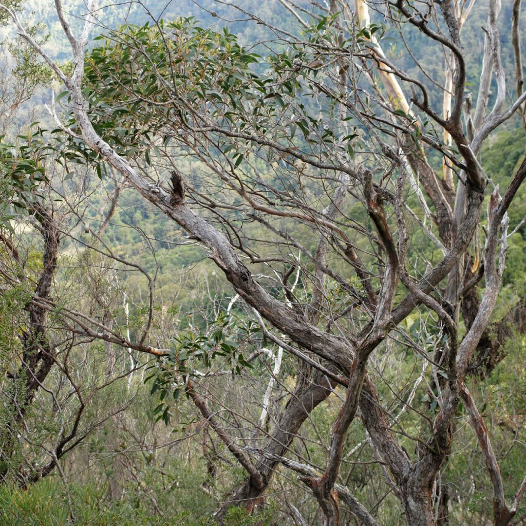 Hopeaeukalyptus - Eucalyptus ligustrina