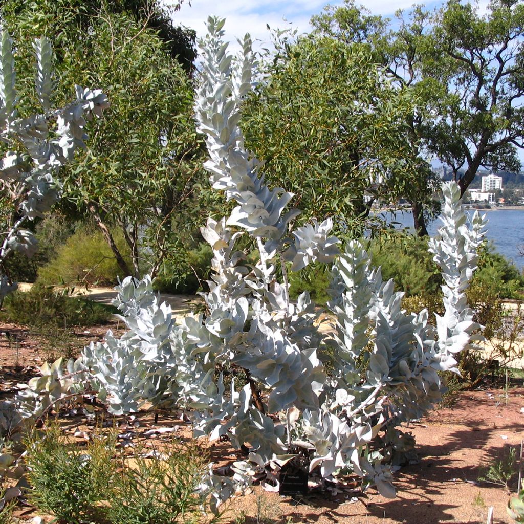 Pulskaeukalyptus - Eucalyptus macrocarpa