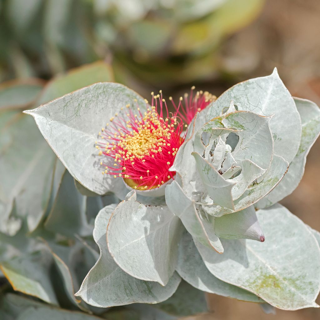 Pulskaeukalyptus - Eucalyptus macrocarpa