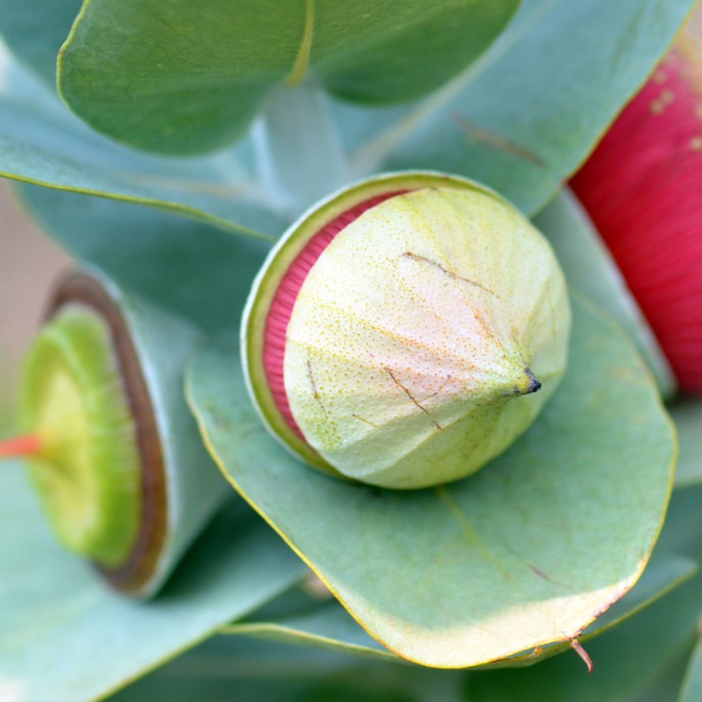 Pulskaeukalyptus - Eucalyptus macrocarpa