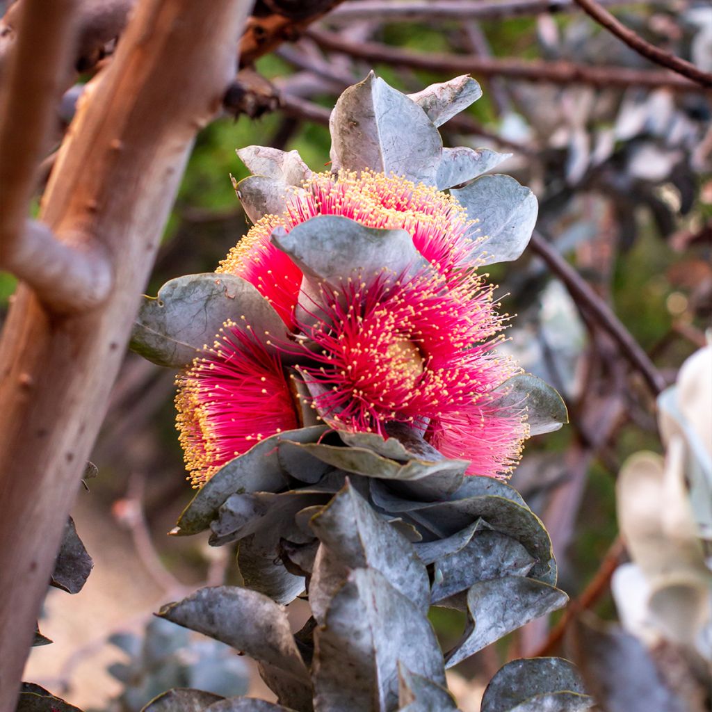 Pulskaeukalyptus - Eucalyptus macrocarpa