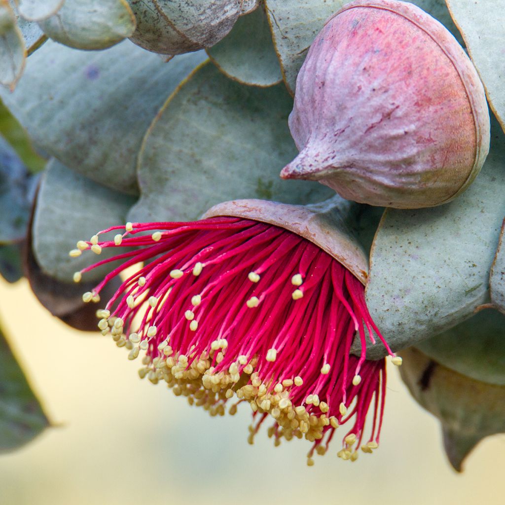 Pulskaeukalyptus - Eucalyptus macrocarpa