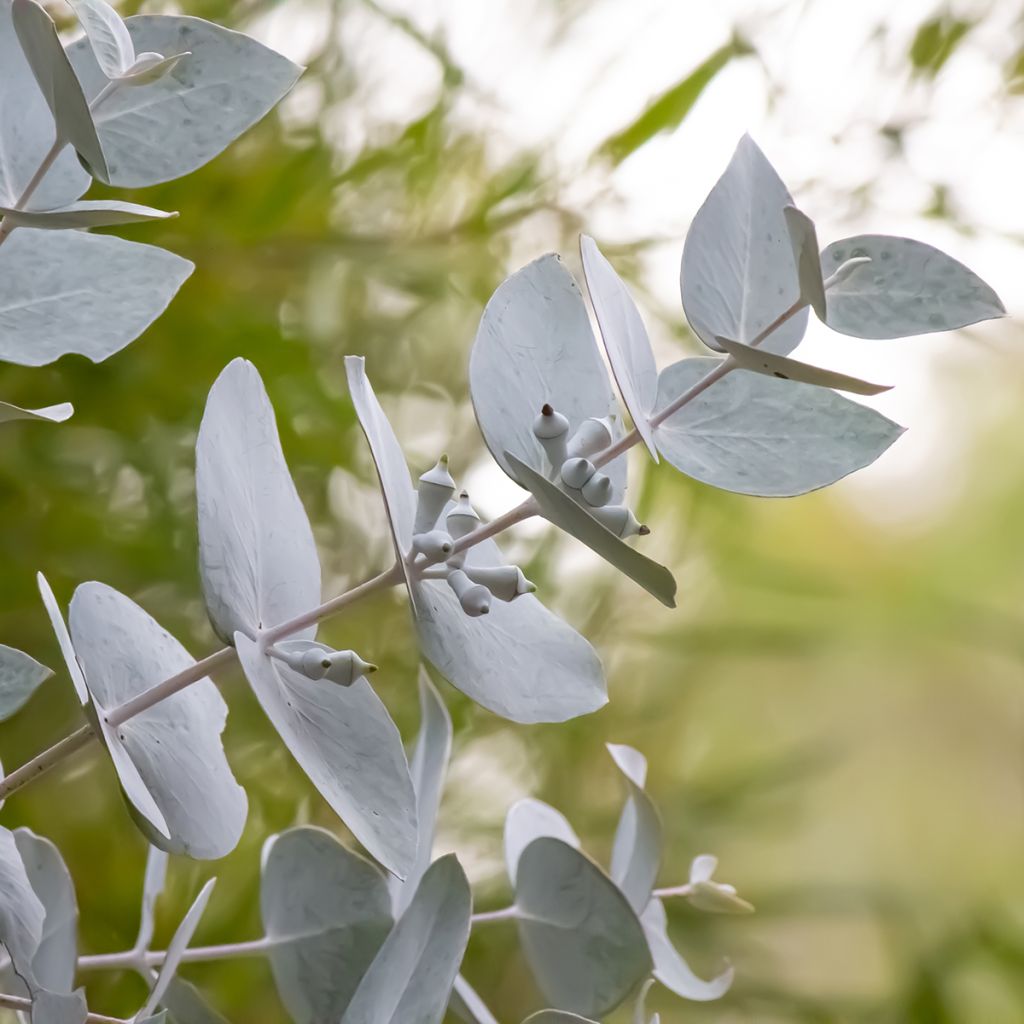 Pulskaeukalyptus - Eucalyptus macrocarpa