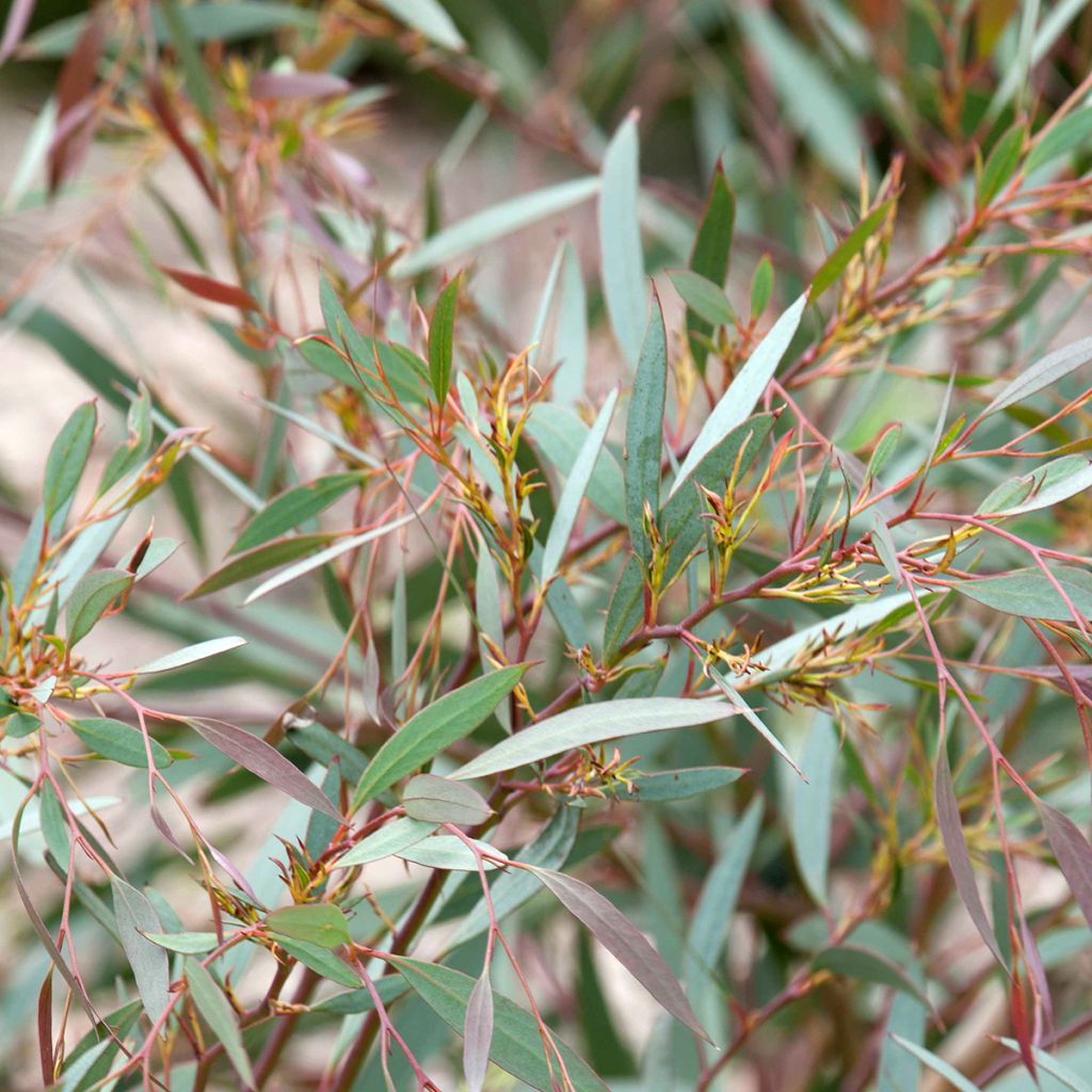 Hopeaeukalyptus - Eucalyptus mitchelliana