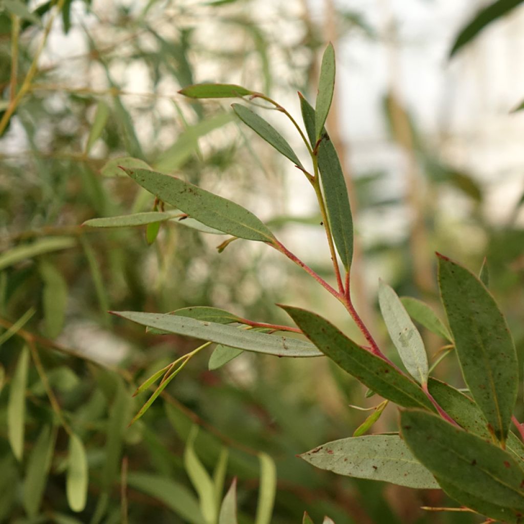Hopeaeukalyptus - Eucalyptus mitchelliana