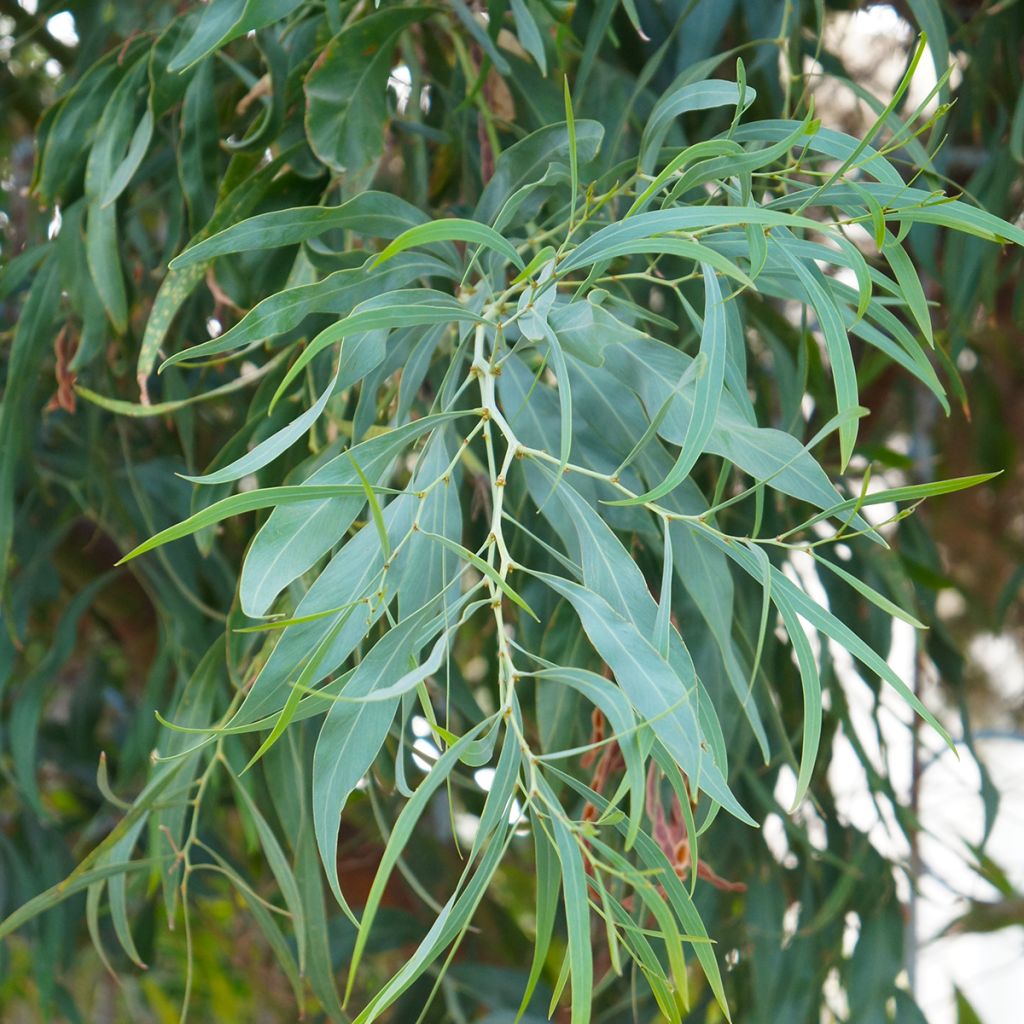 Hopeaeukalyptus - Eucalyptus nicholii