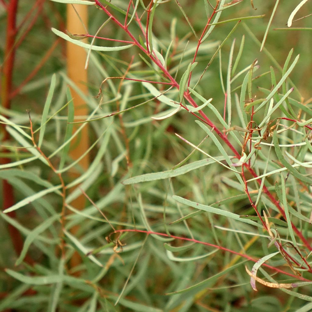 Hopeaeukalyptus - Eucalyptus nicholii