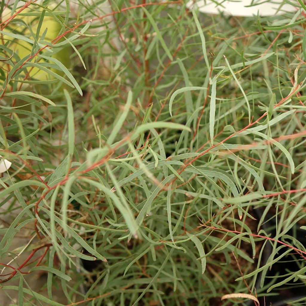 Hopeaeukalyptus - Eucalyptus nicholii