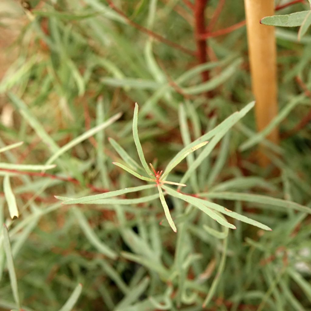 Hopeaeukalyptus - Eucalyptus nicholii