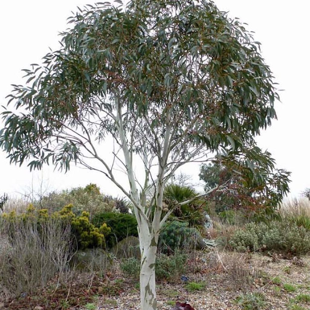 Hopeaeukalyptus - Eucalyptus pauciflora subsp. niphophila