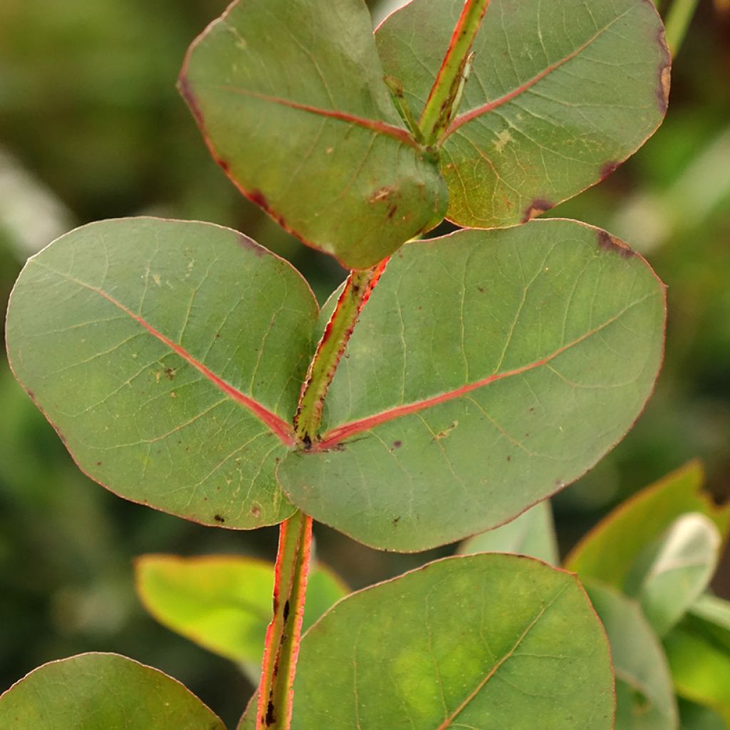 Hopeaeukalyptus - Eucalyptus nitens