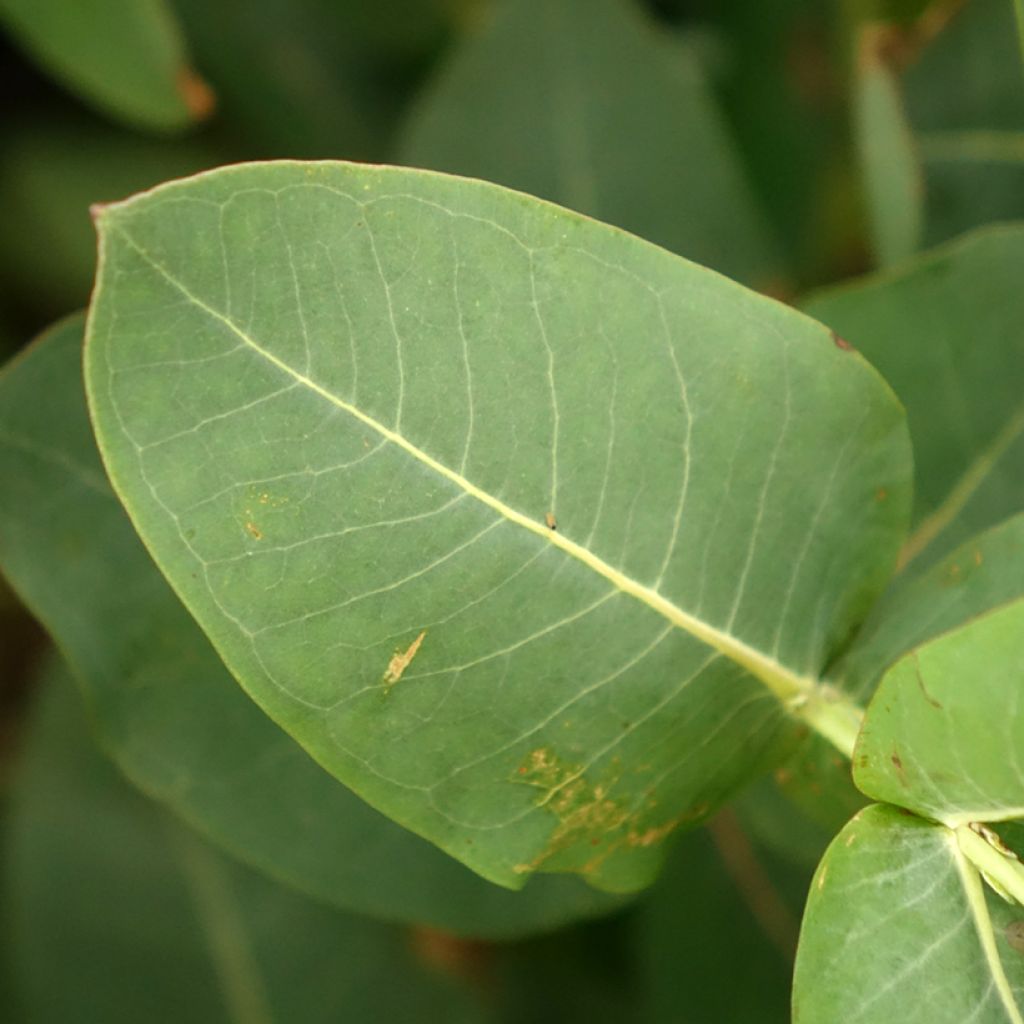 Hopeaeukalyptus - Eucalyptus nitens