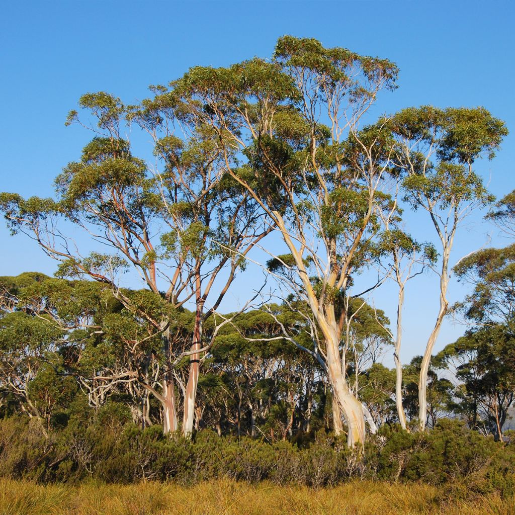 Kiiltoeukalyptus - Eucalyptus nitida